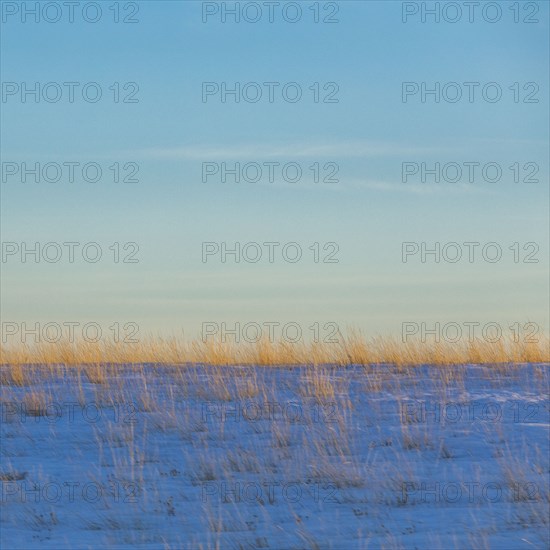 Range grasses in snow at sunset