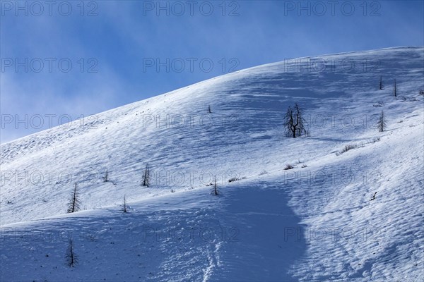 Solitary trees on snowy slope