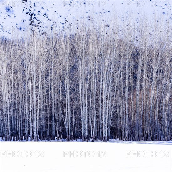 Aspen trees in winter
