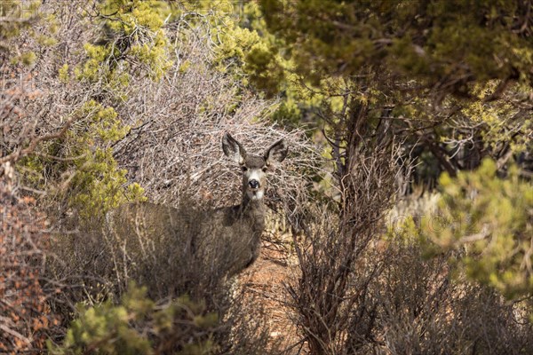 Female deer looking at camera