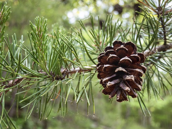 Pine cone on branch