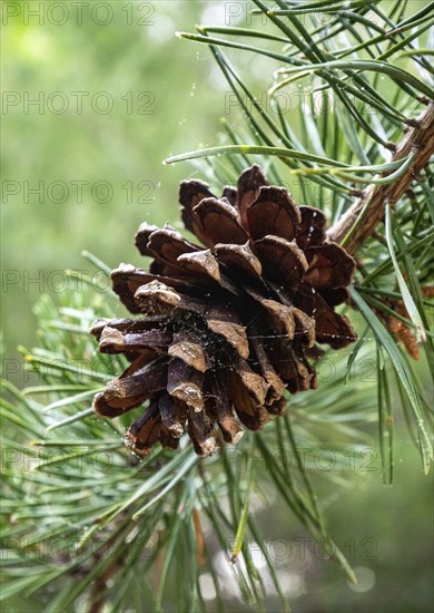 Pine cone on branch