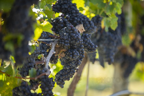 Red grapes on vine