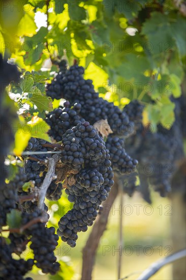 Red grapes on vine