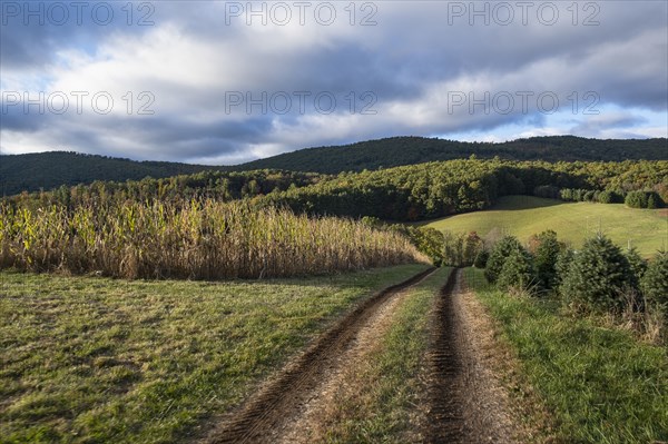 Dirt track in rural field