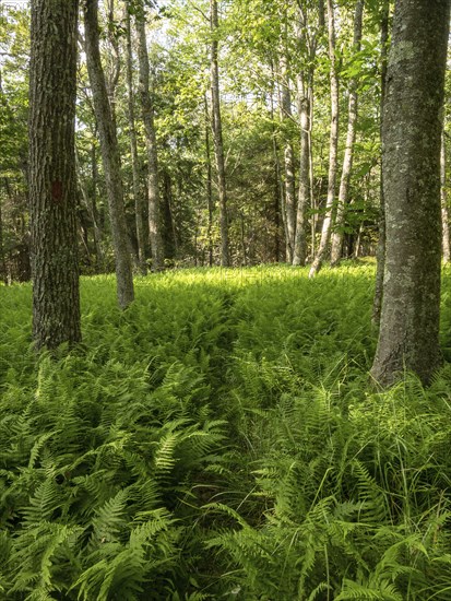 Path through ferns in forest