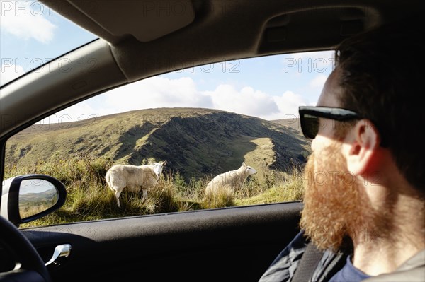 Mid adult man looking at sheep through car window
