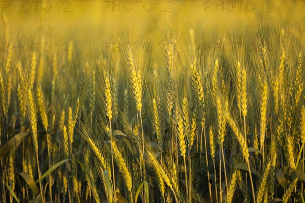 Wheat field