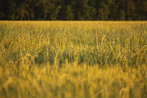 Wheat field