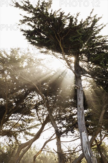 Sun shining through trees