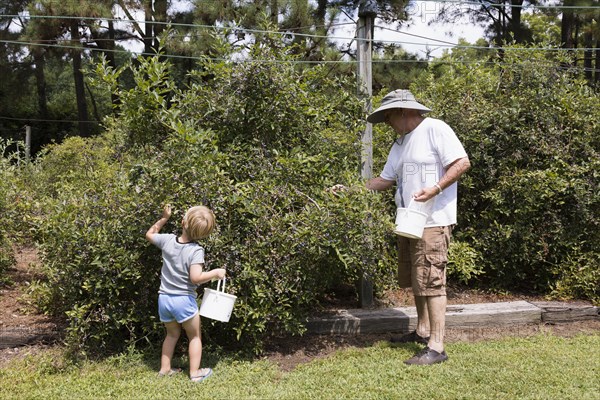 Boy and grandfather picking blueberries at fruit farm