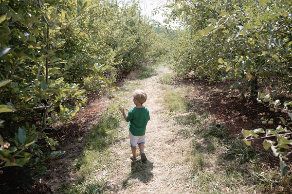 Rear view of boy searching between apple trees on fruit farm