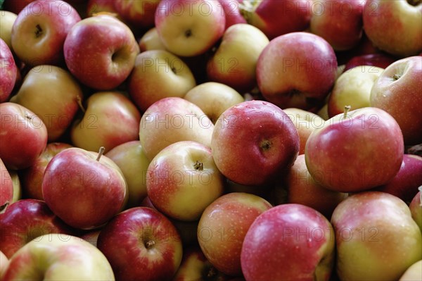 Stack of fresh red apples