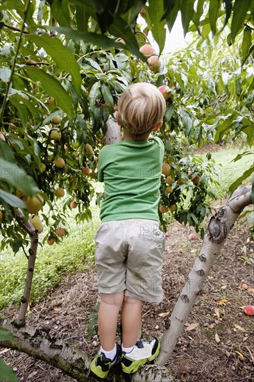 Rear view of boy climbing to pick peach from tree on fruit farm