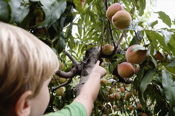 Rear view of boy reaching to pick peach from tree on fruit farm