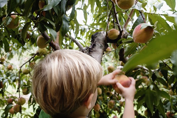 Rear view of boy picking peach from tree on fruit farm