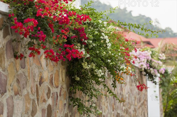 Wall with colorful flowers