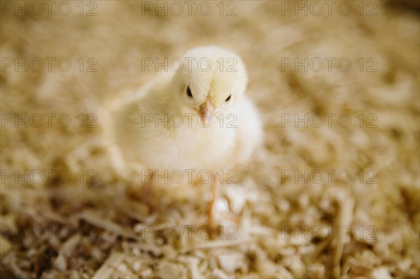 Chick