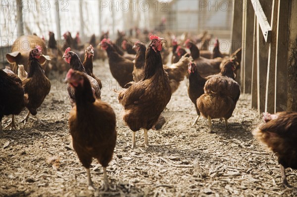 Chickens on farm