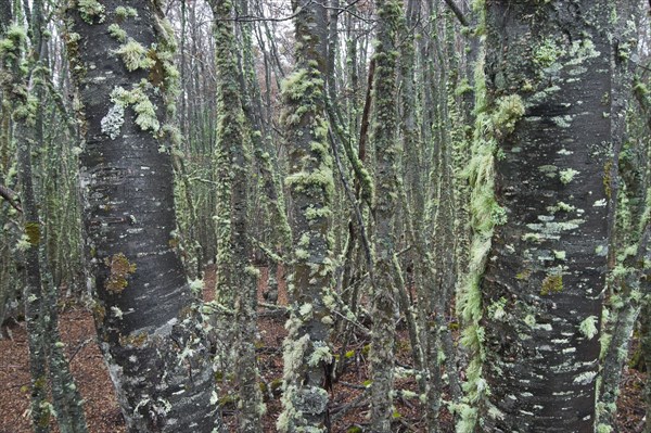 Patagonian Forest