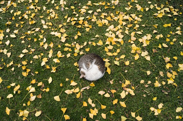 Cat sleeping on grass