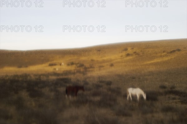 Horses on hillside