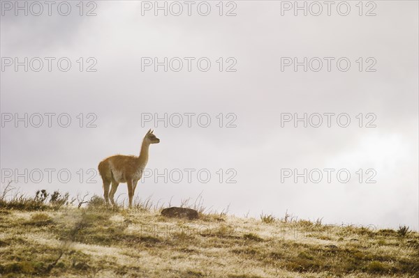 Guanaco on hillside