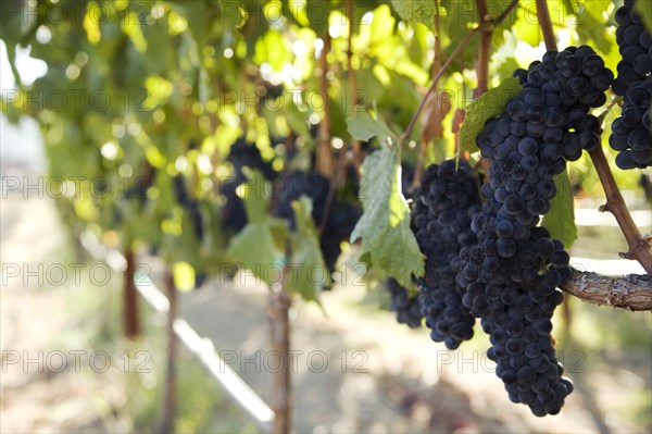 Grapes growing in vineyard