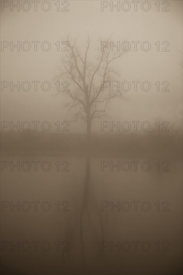 Tree in mist