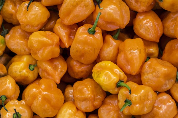 Overhead view of orange bell peppers