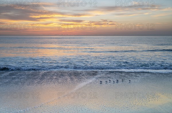 Small shore birds walking along beach at sunrise