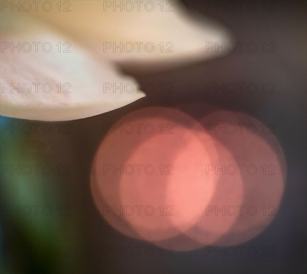 Extreme close-up of chrysanthemum petals and pink light