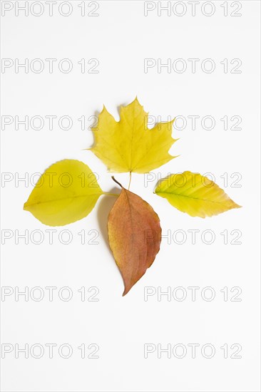 Assorted Autumn leaves on white background