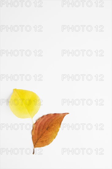 Choke Cherry and Dogwood Autumn leaves on white background