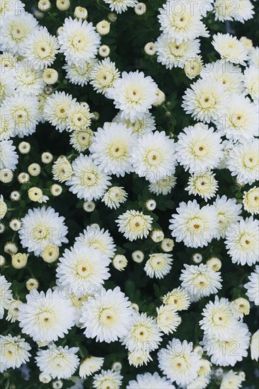 Overhead view of white chrysanthemums