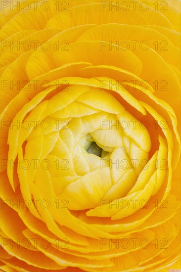 Extreme close-up of yellow ranunculus flower