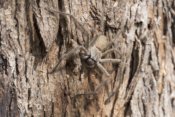 Close up of Huntsman Spider