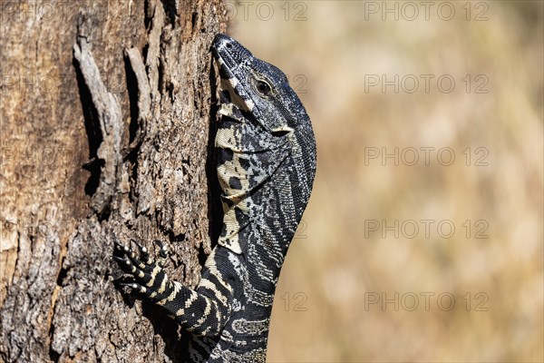 Close up of Goana