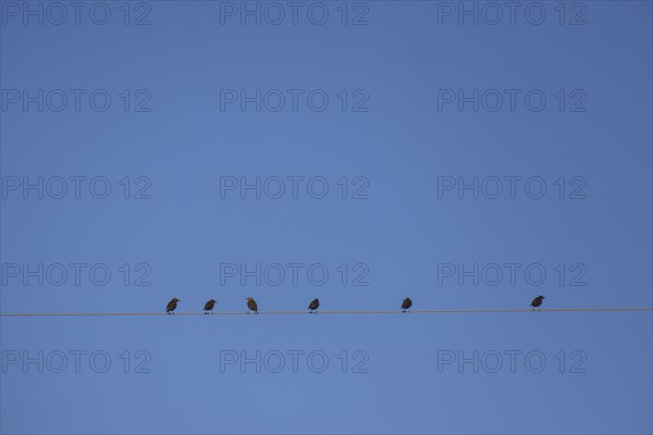 Starlings perching on cable wire against blue sky