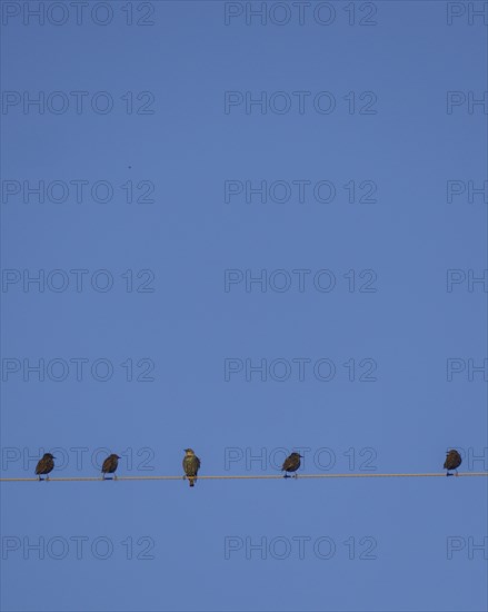 Starlings perching on cable wire against blue sky