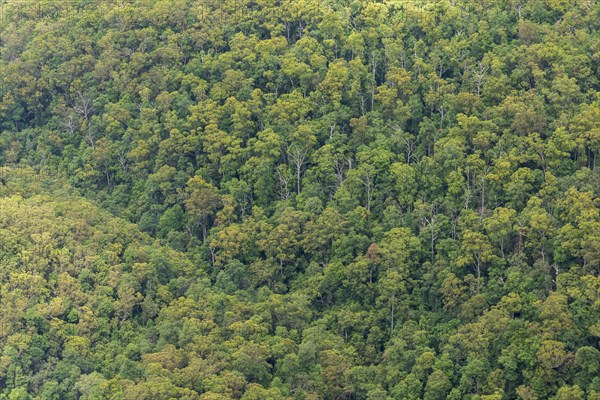 Dense Eucalyptus forest