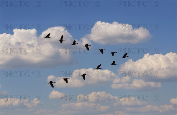 Egyptian Goose (Alopochen aegyptiaca) flying in V-formation against clouds