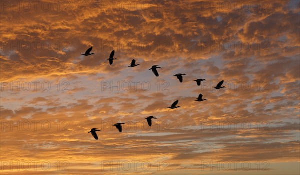 Egyptian Goose (Alopochen aegyptiaca) flying in V-formation against clouds at sunset
