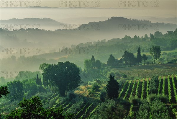 Rural hills with morning mist
