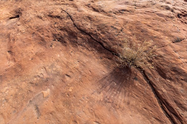 Plant growing from crack in sandstone rock in Grand Staircase-Escalante National Monument