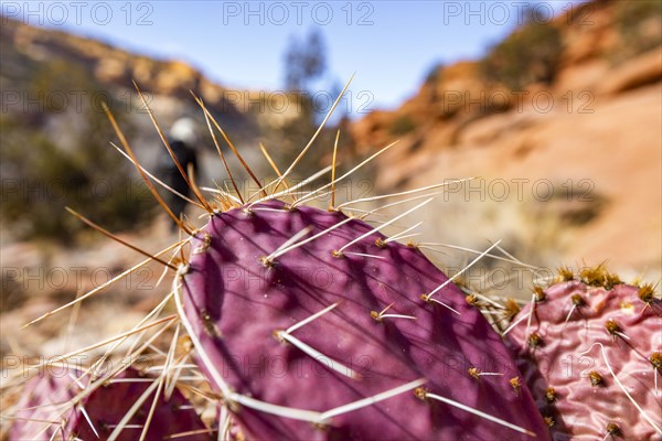Prickly pear cactus in Grand Staircase-Escalante National Monument