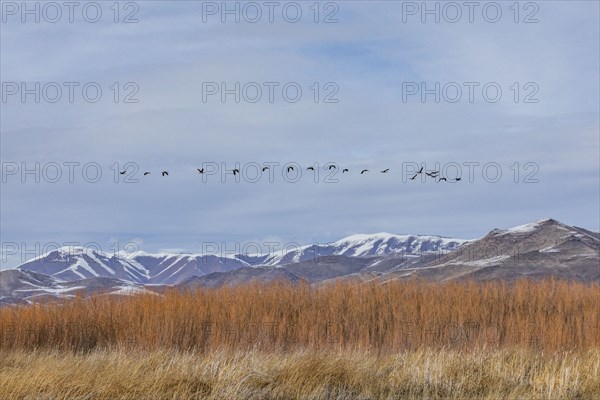 Flock of Canada Geese flying over marsh