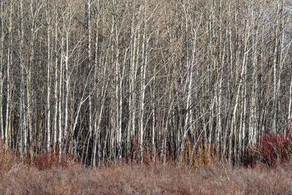 Leafless trees in autumn