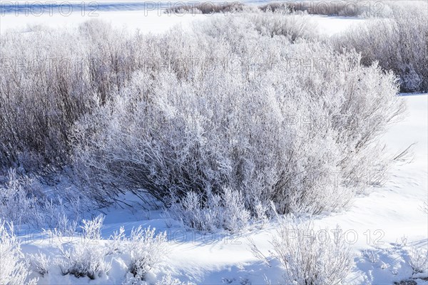 Icy riverside willows