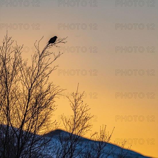 Silhouette of songbird in tree at sunset